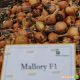 лук репчатый мелори f1