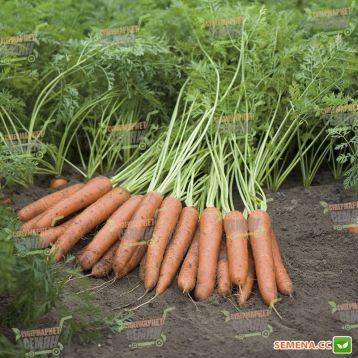 Наполи F1 семена моркови Нантес PR (2,2-2,4 мм) (Bejo)