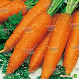 Ниланд F1 семена моркови Нантес (2,2 - 2,4 мм) (Bejo)