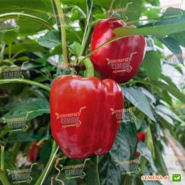 Маргаріта F1 насіння перцю солодкого (United Genetics)