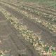 Радар семена лука репчатого озимого (Bejo)