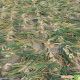 Радар семена лука репчатого озимого PR (Bejo)