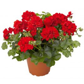 Бордюр красный (red) семена пеларгонии 25-30см (Hem Zaden) НЕТ ТОВАРА