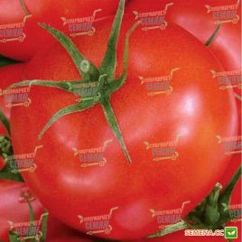 Ричи F1 семена томата дет. (Bejo)
