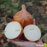 Седона F1 семена лука репчатого среднего 110-116 дн. желтого (Bejo)