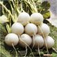 Албена семена редиса (Moravoseed)