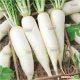 Астор семена редьки (Moravoseed)
