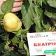 Беатрикс F1 семена перца сладкого (Moravoseed)