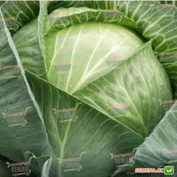 Доброводская семена капусты б/к среднеспелой (Moravoseed)