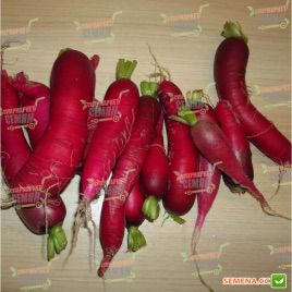 Кармина семена редьки (Moravoseed)