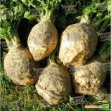 Максим семена сельдерея листового (Moravoseed)