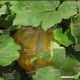 Ольга семена тыквы (Moravoseed)