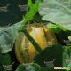 Ольга семена тыквы (Moravoseed)