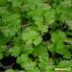 Сноуболт насіння коріандру (кінзи) (Moravoseed)