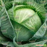 Статус F1 семена капусты б/к среднепоздней (Moravoseed)