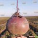 Бебибит семена свеклы столовой PR (Rijk Zwaan)