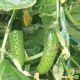 семена огурца гравина f1