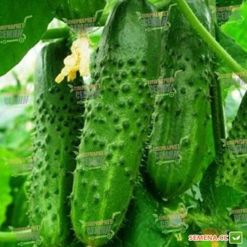 семена огурца гравина f1