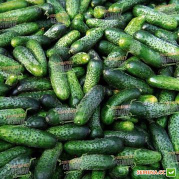 Компонист F1 семена огурца корнишона партенокарп. среднего 50 дн. 8-10 см (Rijk Zwaan) СНЯТ С ПРОИЗВОДСТВА