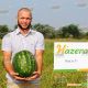 Варда F1 семена арбуза тип Кримсон Свит (Hazera)