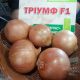 лук репчатый триумф f1