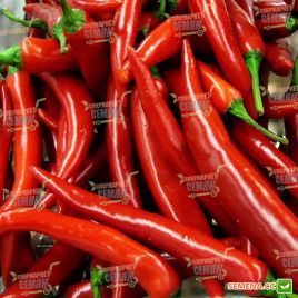 Ангарика F1 семена перца горького среднего 50-55 дн. удлинен. 35-40 гр. 12х2 см зел./красн. (NongWoo Bio)