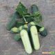 Аристократ F1 насіння огірка партенокарп. (NongWoo Bio)
