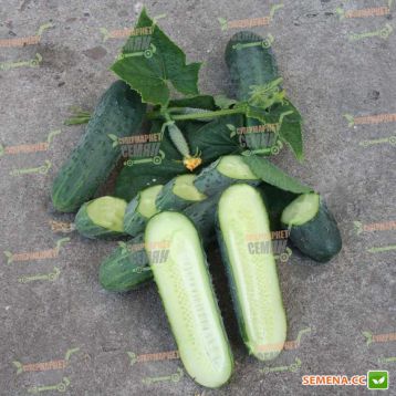 Аристократ F1 насіння огірка партенокарп. (NongWoo Bio)