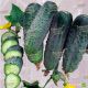Аристократ F1 насіння огірка партенокарп. (NongWoo Bio)