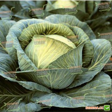 Бартон F1 семена капусты б/к поздней (Hazera)