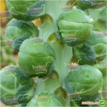 Брайт F1 насыння капусти брюссельскої пізної (Hazera)