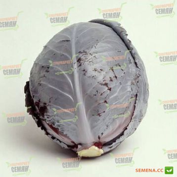 Родон F1 семена капусты к/к поздней (калибр.) (Hazera)