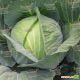 Сати F1 семена капусты б/к поздней (калибр.) (Hazera)