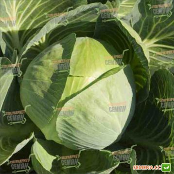 Структон F1 семена капусты б/к поздней (Hazera)