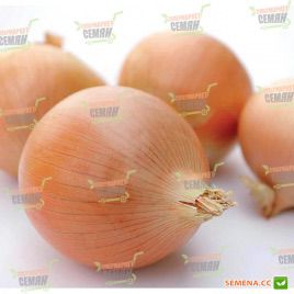 Ікарус F1 насіння цибулі ріпчастої жовтої (Advanta)