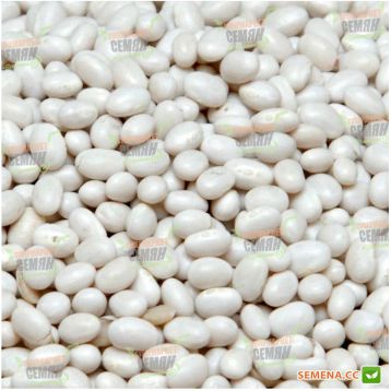 Белая овощная семена фасоли спаржевой (Euroseed)
