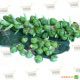 Геркулес семена капусты брюссельской (Euroseeds)
