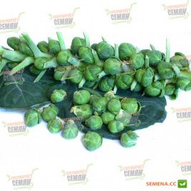 Геркулес семена капусты брюссельской (Euroseeds)
