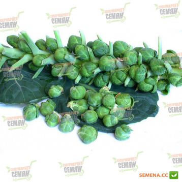 Геркулес семена капусты брюссельской (Euroseeds)