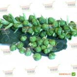 Геркулес семена капусты брюссельской (Euroseeds)