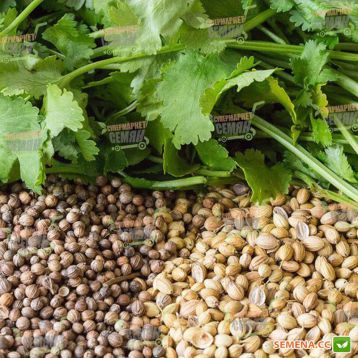 Марокканський семена кориандра (Euroseed)