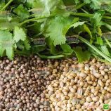 Марокканський семена кориандра (Euroseed)
