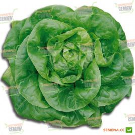 Мона семена салата тип Кочанного (Euroseed)