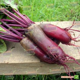 Цилиндра семена свеклы столовой (Euroseed)