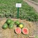 Антем F1 насіння кавуна тип Кримсон Світ (Hollar Seeds)