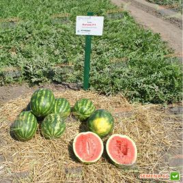 Антем F1 насіння кавуна тип Кримсон Світ (Hollar Seeds)