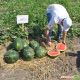 Династи (HSR 4657) семена арбуза тип Крымсон Свит (Hollar Seeds)