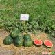 Династи (HSR 4657) семена арбуза тип Крымсон Свит (Hollar Seeds)