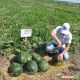 Династи (HSR 4657) семена арбуза тип Крымсон Свит (Hollar Seeds)