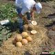 Гурмет F1 насіння дині тип Галлія (Hollar Seeds)